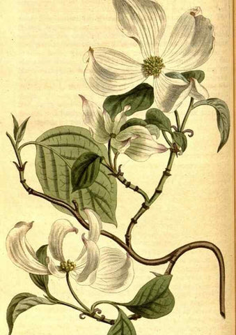 Reproducción/Reproduction 8414354552: Curtis's botanical magazine.. London ;New York [etc.] :Academic Press [etc.]