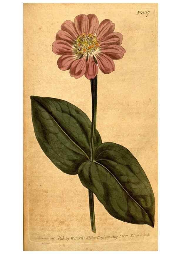 Reproducción/Reproduction 8413256835: Curtis's botanical magazine.. London ;New York [etc.] :Academic Press [etc.]