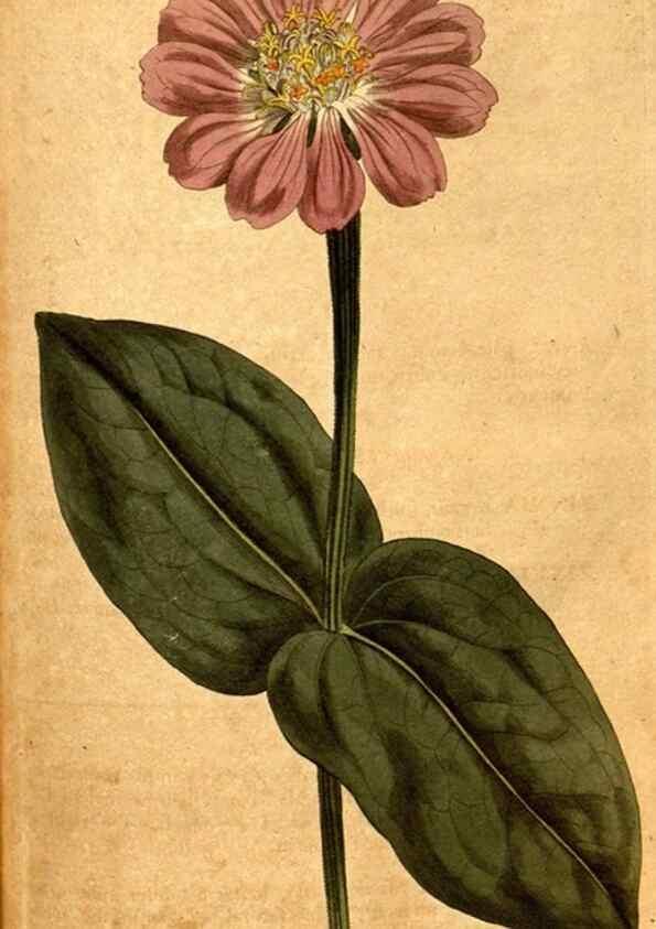 Reproducción/Reproduction 8413256835: Curtis's botanical magazine.. London ;New York [etc.] :Academic Press [etc.]