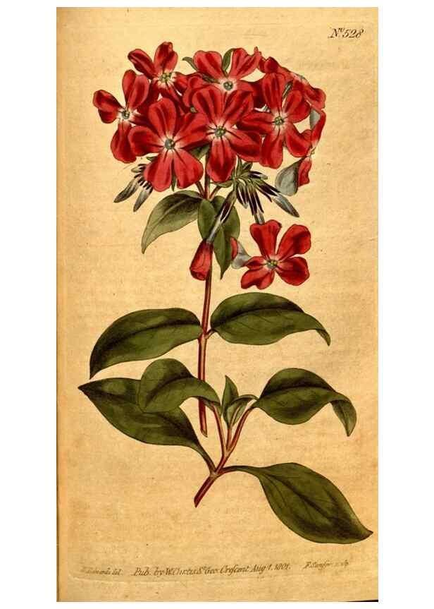 Reproducción/Reproduction 8414356030: Curtis's botanical magazine.. London ;New York [etc.] :Academic Press [etc.]