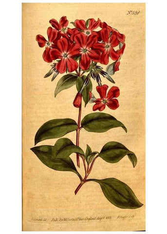 Reproducción/Reproduction 8414356030: Curtis's botanical magazine.. London ;New York [etc.] :Academic Press [etc.]