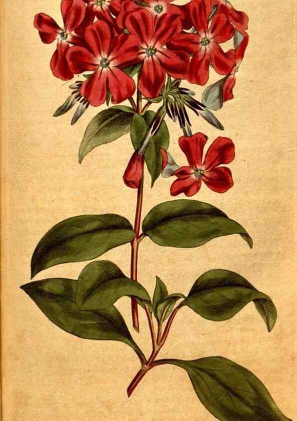 Reproducción/Reproduction 8414356030: Curtis's botanical magazine.. London ;New York [etc.] :Academic Press [etc.]