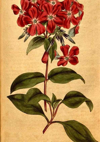 Reproducción/Reproduction 8414356030: Curtis's botanical magazine.. London ;New York [etc.] :Academic Press [etc.]