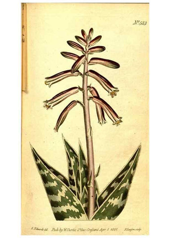 Reproducción/Reproduction 8414345602: Curtis's botanical magazine.. London ;New York [etc.] :Academic Press [etc.]