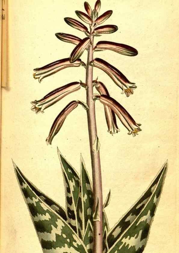 Reproducción/Reproduction 8414345602: Curtis's botanical magazine.. London ;New York [etc.] :Academic Press [etc.]