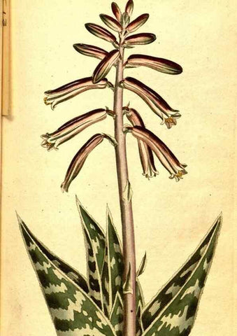 Reproducción/Reproduction 8414345602: Curtis's botanical magazine.. London ;New York [etc.] :Academic Press [etc.]