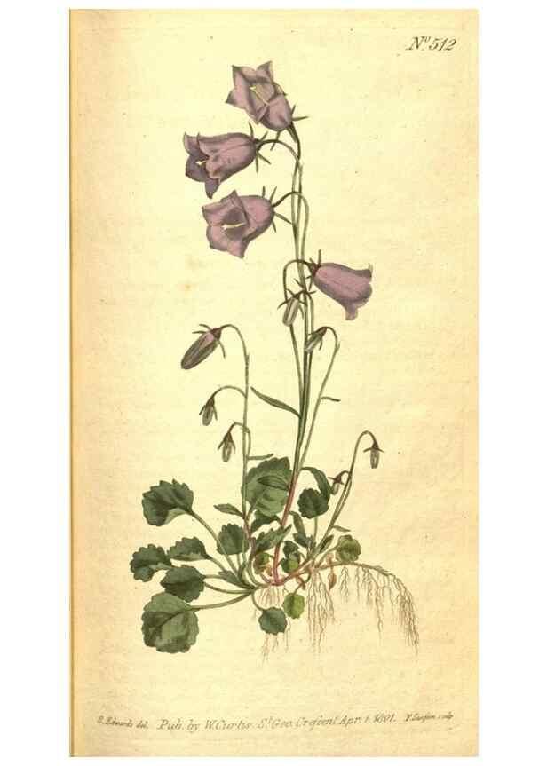 Reproducción/Reproduction 8413246381: Curtis's botanical magazine.. London ;New York [etc.] :Academic Press [etc.]