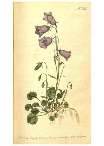 Reproducción/Reproduction 8413246381: Curtis's botanical magazine.. London ;New York [etc.] :Academic Press [etc.]