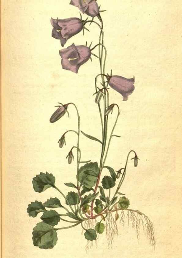 Reproducción/Reproduction 8413246381: Curtis's botanical magazine.. London ;New York [etc.] :Academic Press [etc.]