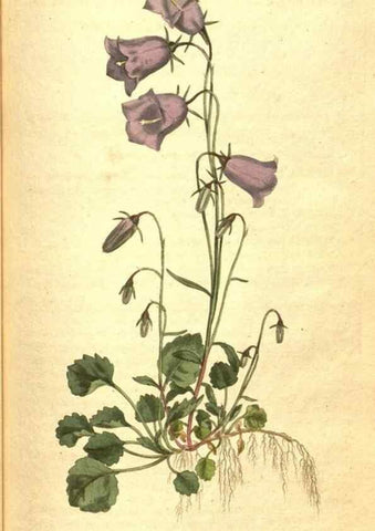 Reproducción/Reproduction 8413246381: Curtis's botanical magazine.. London ;New York [etc.] :Academic Press [etc.]