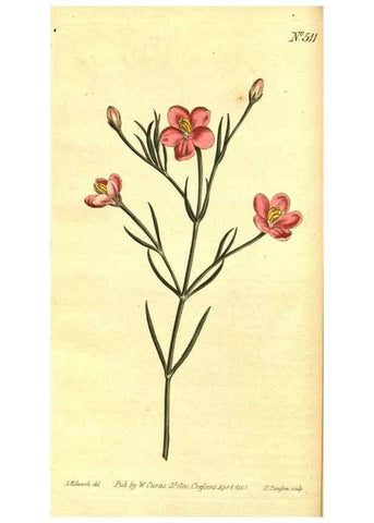 Reproducción/Reproduction 8414344434: Curtis's botanical magazine.. London ;New York [etc.] :Academic Press [etc.]