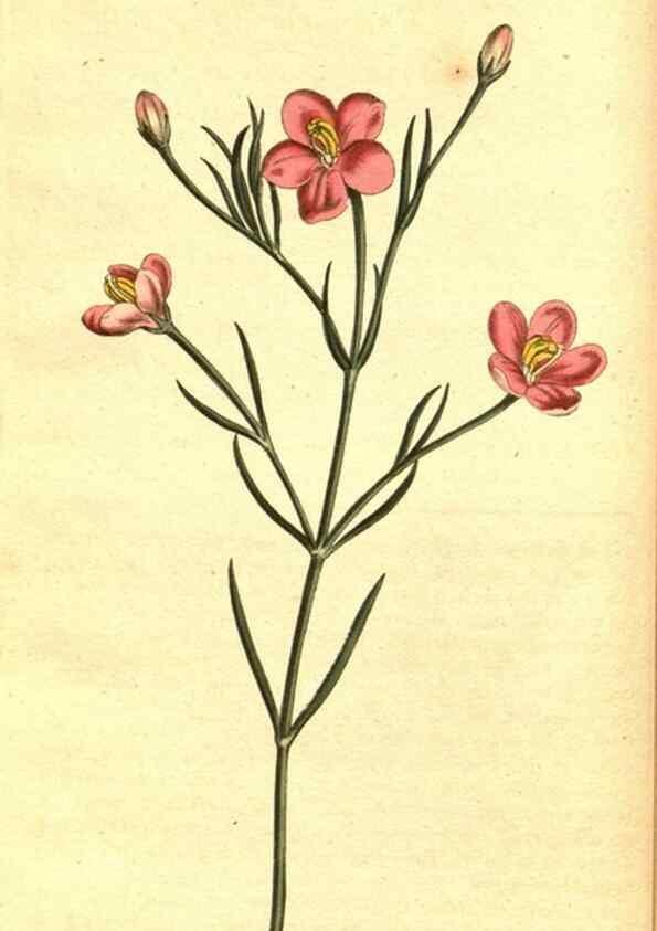Reproducción/Reproduction 8414344434: Curtis's botanical magazine.. London ;New York [etc.] :Academic Press [etc.]