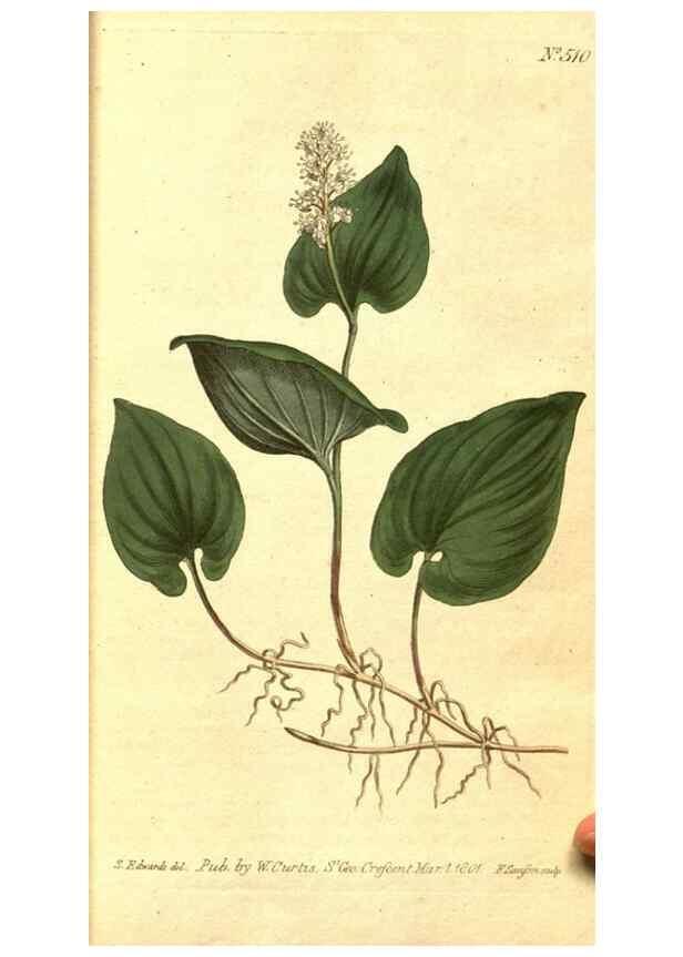 Reproducción/Reproduction 8413245265: Curtis's botanical magazine.. London ;New York [etc.] :Academic Press [etc.]
