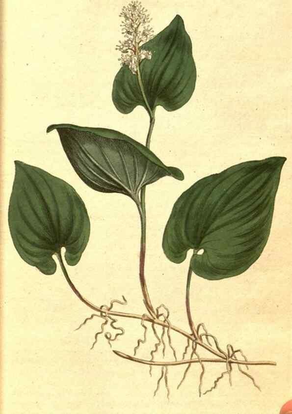 Reproducción/Reproduction 8413245265: Curtis's botanical magazine.. London ;New York [etc.] :Academic Press [etc.]