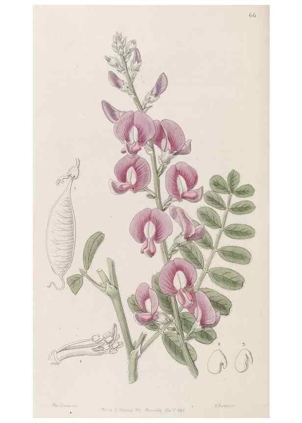 Reproducción/Reproduction 8407968673: Edwards's botanical register.. London :James Ridgway,1829-1847.