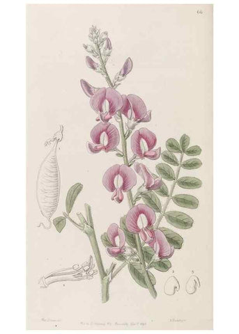 Reproducción/Reproduction 8407968673: Edwards's botanical register.. London :James Ridgway,1829-1847.