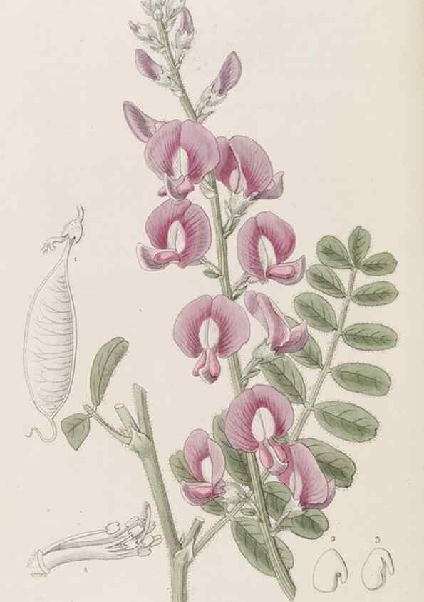 Reproducción/Reproduction 8407968673: Edwards's botanical register.. London :James Ridgway,1829-1847.