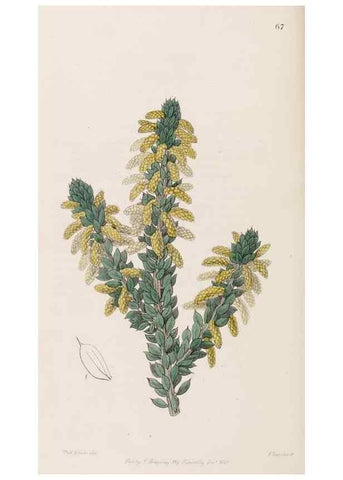 Reproducción/Reproduction 8409064052: Edwards's botanical register.. London :James Ridgway,1829-1847.