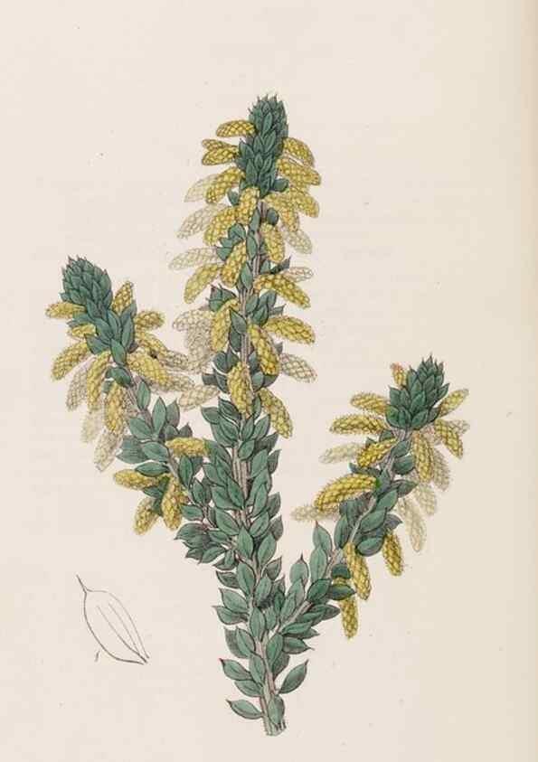 Reproducción/Reproduction 8409064052: Edwards's botanical register.. London :James Ridgway,1829-1847.