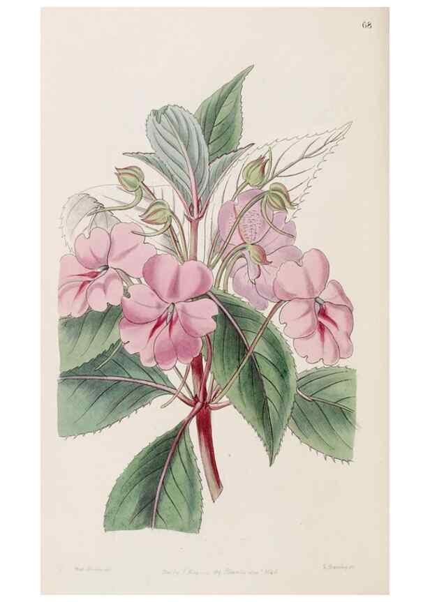Reproducción/Reproduction 8409064374: Edwards's botanical register.. London :James Ridgway,1829-1847.