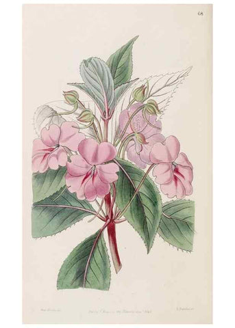 Reproducción/Reproduction 8409064374: Edwards's botanical register.. London :James Ridgway,1829-1847.