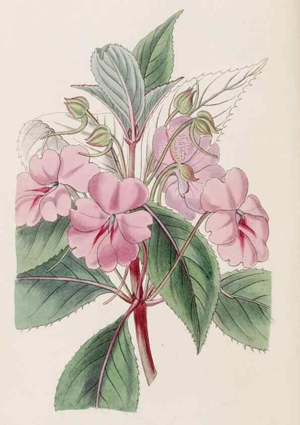 Reproducción/Reproduction 8409064374: Edwards's botanical register.. London :James Ridgway,1829-1847.