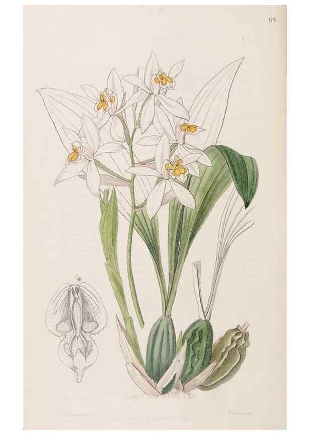 Reproducción/Reproduction 8409064646: Edwards's botanical register.. London :James Ridgway,1829-1847.