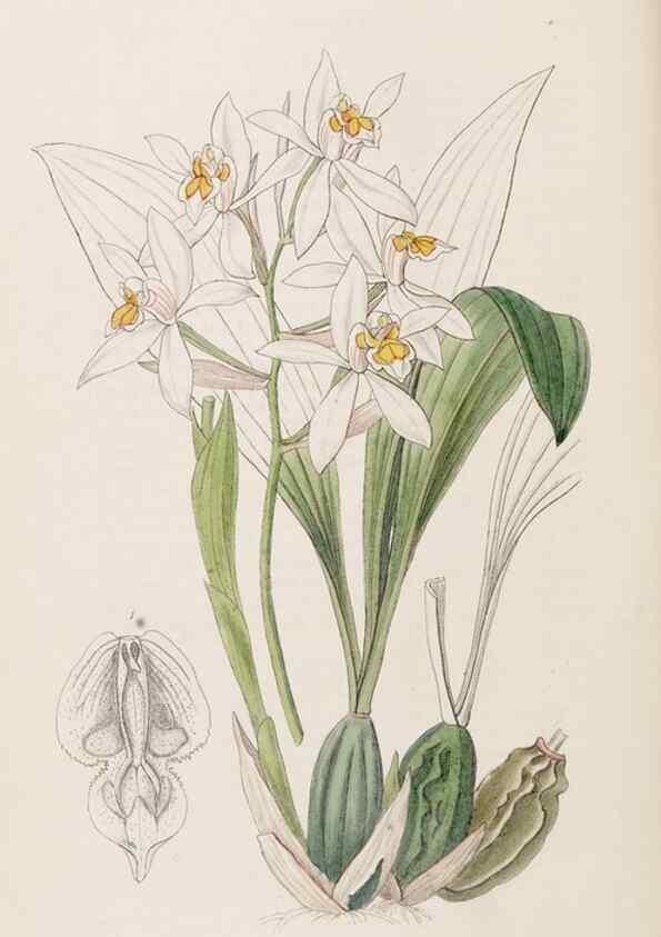 Reproducción/Reproduction 8409064646: Edwards's botanical register.. London :James Ridgway,1829-1847.