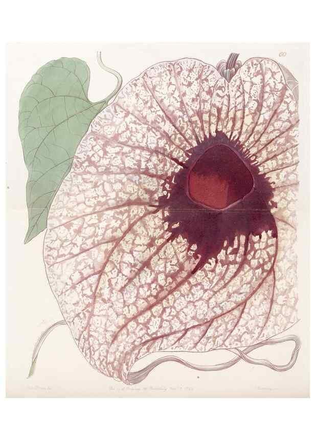 Reproducción/Reproduction 8412253700: Edwards's botanical register.. London :James Ridgway,1829-1847.
