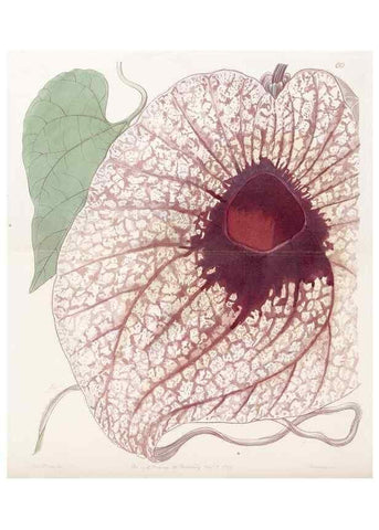 Reproducción/Reproduction 8412253700: Edwards's botanical register.. London :James Ridgway,1829-1847.