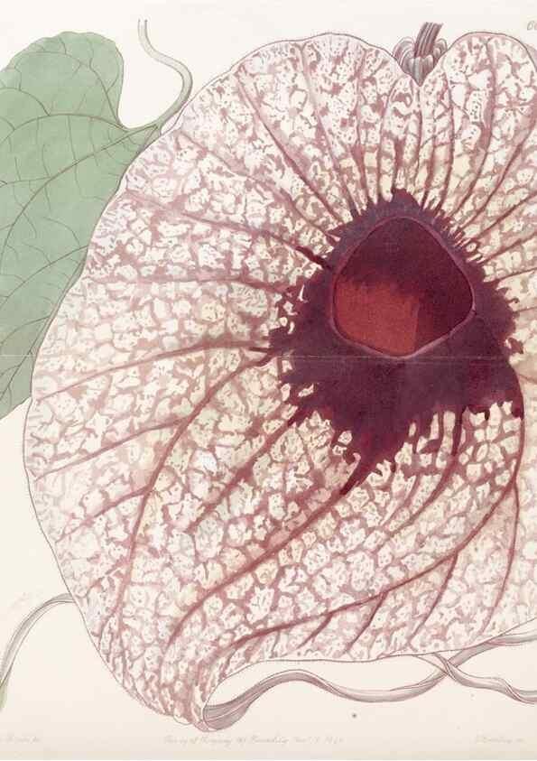 Reproducción/Reproduction 8412253700: Edwards's botanical register.. London :James Ridgway,1829-1847.