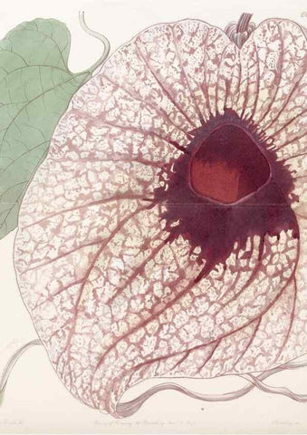 Reproducción/Reproduction 8412253700: Edwards's botanical register.. London :James Ridgway,1829-1847.