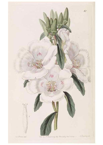 Reproducción/Reproduction 8411156835: Edwards's botanical register.. London :James Ridgway,1829-1847.