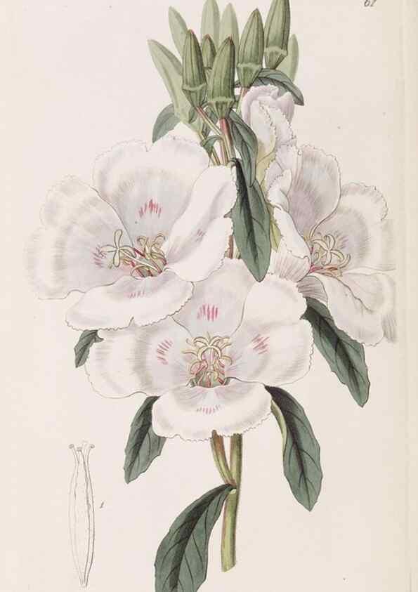 Reproducción/Reproduction 8411156835: Edwards's botanical register.. London :James Ridgway,1829-1847.