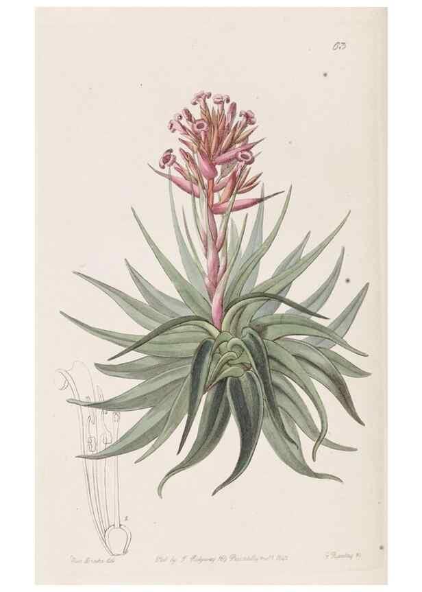 Reproducción/Reproduction 8411157699: Edwards's botanical register.. London :James Ridgway,1829-1847.