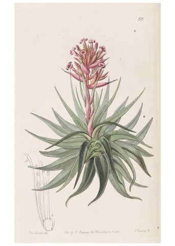 Reproducción/Reproduction 8411157699: Edwards's botanical register.. London :James Ridgway,1829-1847.