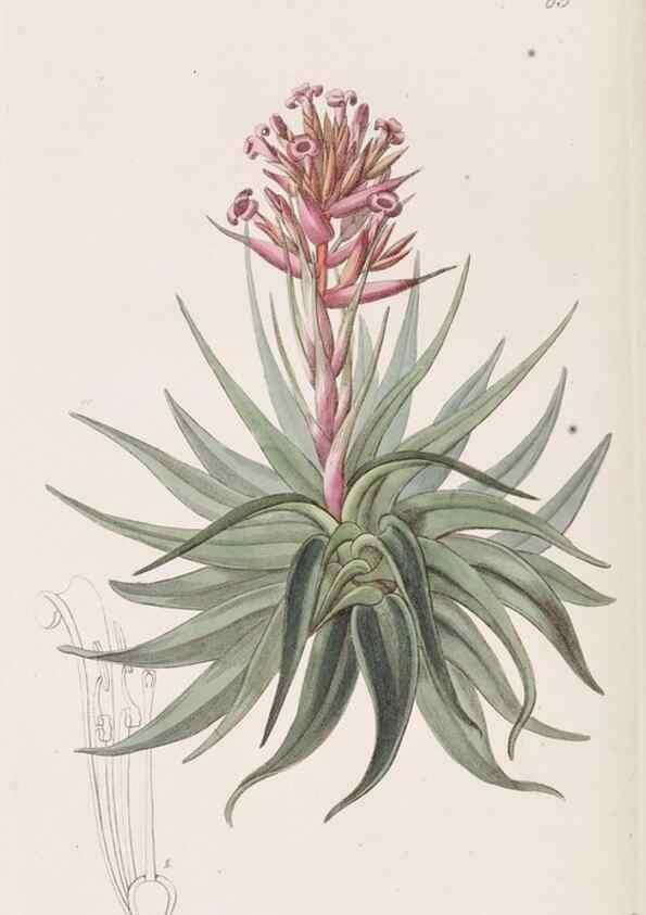 Reproducción/Reproduction 8411157699: Edwards's botanical register.. London :James Ridgway,1829-1847.