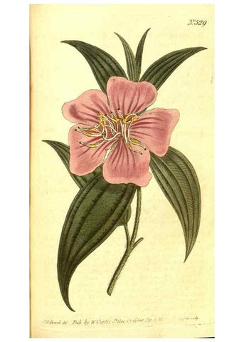 Reproducción/Reproduction 8413258081: Curtis's botanical magazine.. London ;New York [etc.] :Academic Press [etc.]