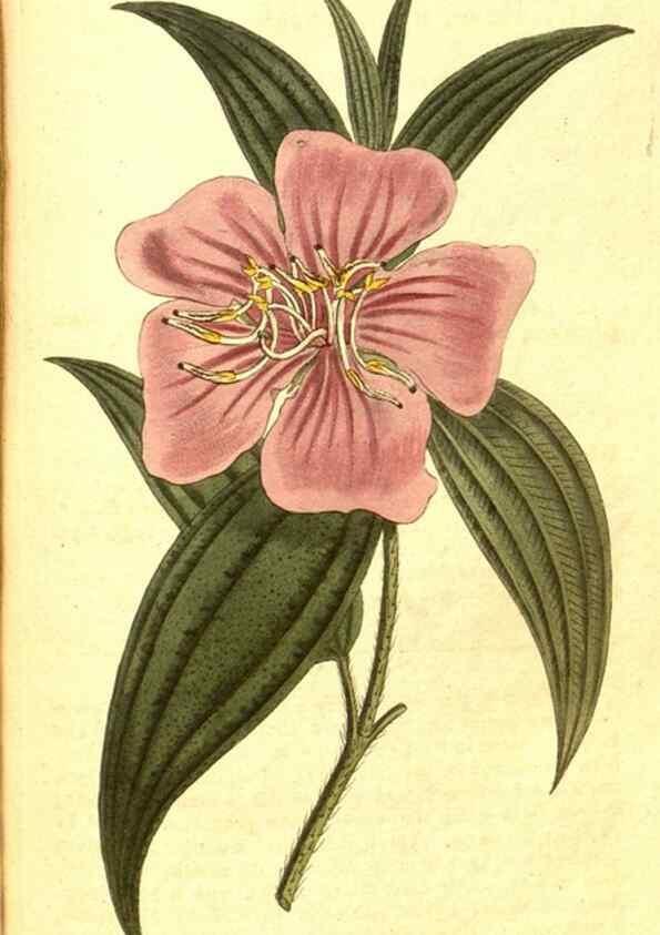 Reproducción/Reproduction 8413258081: Curtis's botanical magazine.. London ;New York [etc.] :Academic Press [etc.]
