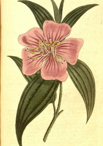 Reproducción/Reproduction 8413258081: Curtis's botanical magazine.. London ;New York [etc.] :Academic Press [etc.]
