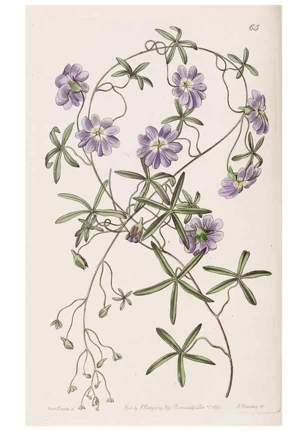 Reproducción/Reproduction 8411158503: Edwards's botanical register.. London :James Ridgway,1829-1847.