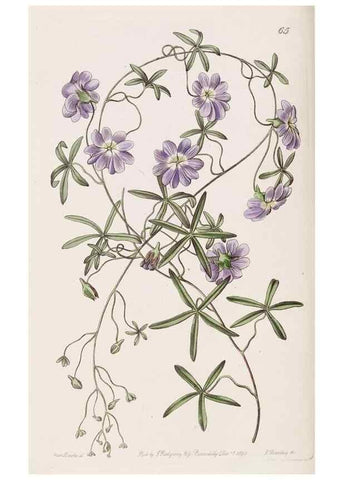 Reproducción/Reproduction 8411158503: Edwards's botanical register.. London :James Ridgway,1829-1847.