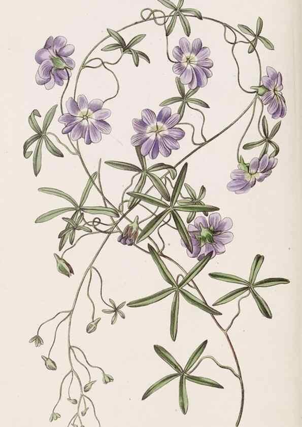 Reproducción/Reproduction 8411158503: Edwards's botanical register.. London :James Ridgway,1829-1847.