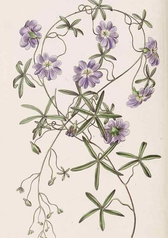 Reproducción/Reproduction 8411158503: Edwards's botanical register.. London :James Ridgway,1829-1847.
