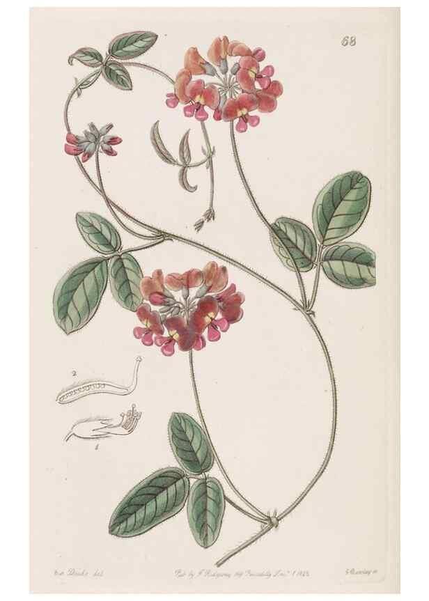 Reproducción/Reproduction 8411160029: Edwards's botanical register.. London :James Ridgway,1829-1847.