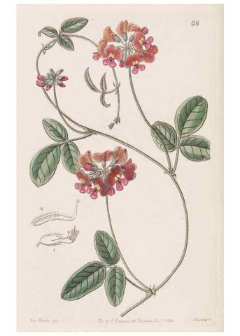 Reproducción/Reproduction 8411160029: Edwards's botanical register.. London :James Ridgway,1829-1847.