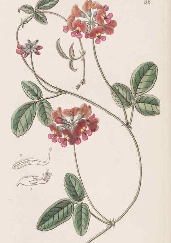 Reproducción/Reproduction 8411160029: Edwards's botanical register.. London :James Ridgway,1829-1847.