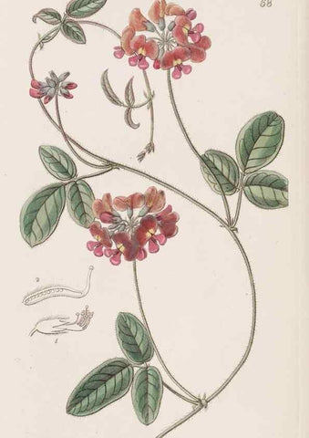 Reproducción/Reproduction 8411160029: Edwards's botanical register.. London :James Ridgway,1829-1847.