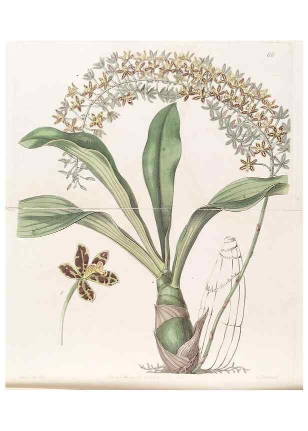 Reproducción/Reproduction 8411160497: Edwards's botanical register.. London :James Ridgway,1829-1847.