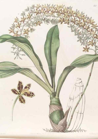 Reproducción/Reproduction 8411160497: Edwards's botanical register.. London :James Ridgway,1829-1847.